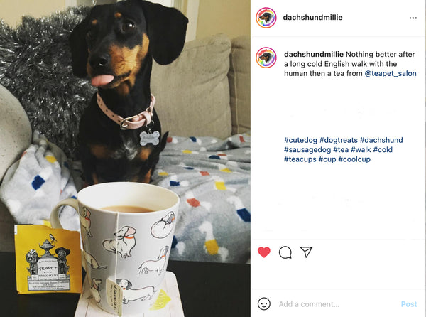 MARCO POLLO : Energy Boosting Herbal Tea for Dogs